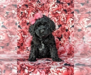 Cock-A-Poo Puppy for sale in NOTTINGHAM, PA, USA