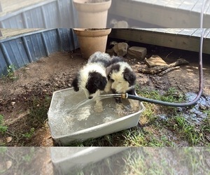 Australian Shepherd-Old English Sheepdog Mix Litter for sale in BROKEN BOW, OK, USA