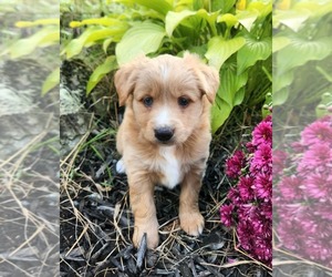 Miniature Australian Shepherd Puppy for sale in SANDOWN, NH, USA