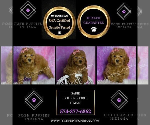Medium Photo #2 Goldendoodle (Miniature) Puppy For Sale in WARSAW, IN, USA