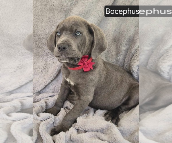Medium Photo #3 Cane Corso Puppy For Sale in MINERAL WELLS, WV, USA