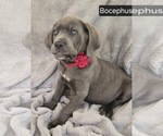Small #2 Cane Corso