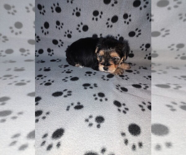 Medium Photo #3 Morkie Puppy For Sale in LAPEER, MI, USA