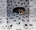 Small #2 Morkie