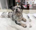 Puppy Miss Pink French Bulldog