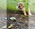 Small #3 Golden Retriever