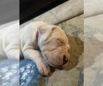 Small Photo #21 Dogo Argentino Puppy For Sale in BROOMALL, PA, USA