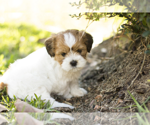 ShihPoo Puppy for Sale in OVIEDO, Florida USA