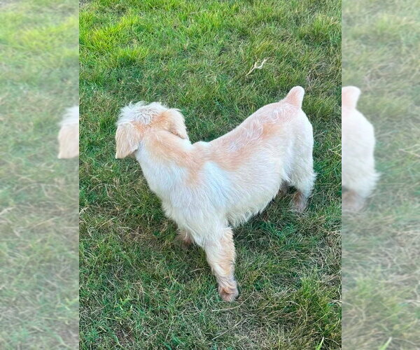 Medium Photo #4 Miniature Schnauzer-Norfolk Terrier Mix Puppy For Sale in FRAMINGHAM, MA, USA