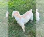 Small #3 Miniature Schnauzer-Norfolk Terrier Mix