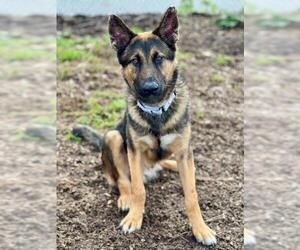 German Shepherd Dog Dogs for adoption in Santa Cruz, CA, USA