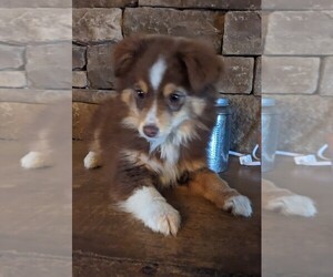 Miniature Australian Shepherd Puppy for Sale in SPENCER, Tennessee USA