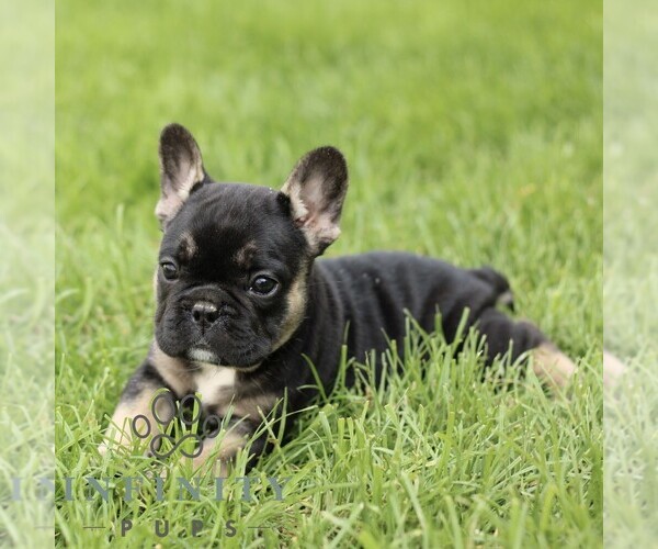 Medium Photo #1 French Bulldog Puppy For Sale in GORDONVILLE, PA, USA