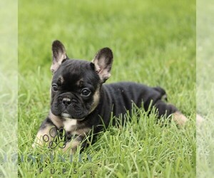 French Bulldog Puppy for sale in GORDONVILLE, PA, USA