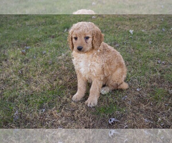 Medium Photo #2 Goldendoodle (Miniature) Puppy For Sale in FRESNO, OH, USA