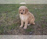 Small Photo #2 Goldendoodle (Miniature) Puppy For Sale in FRESNO, OH, USA