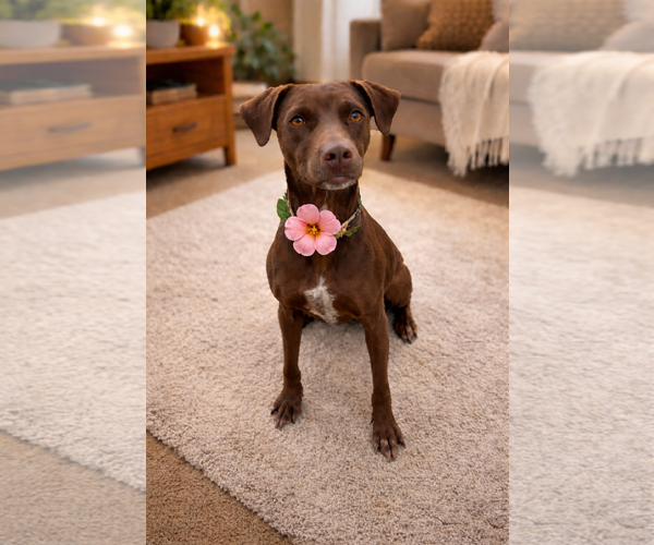 Medium Photo #3 Colonial Cocker Spaniel-Labrador Retriever Mix Puppy For Sale in Phoenix, AZ, USA