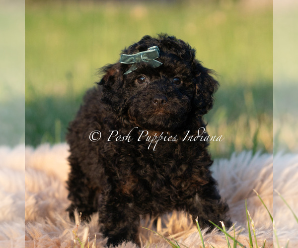 Medium Photo #89 Poodle (Miniature) Puppy For Sale in WARSAW, IN, USA