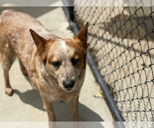 Medium Photo #1 Mutt Puppy For Sale in Tulsa, OK, USA