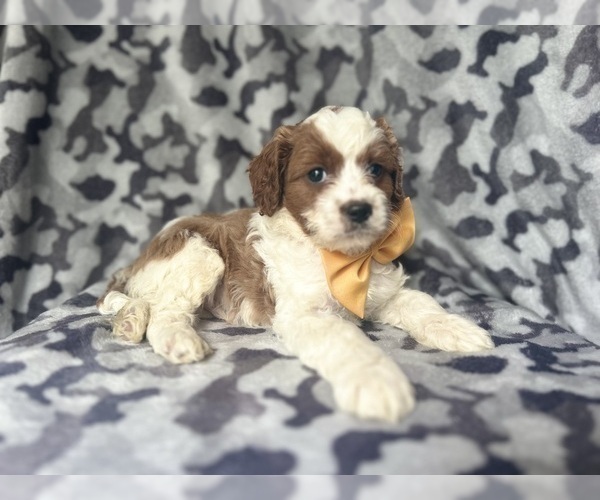 Medium Photo #7 Cavapoo Puppy For Sale in LAKELAND, FL, USA