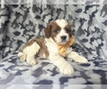 Small #6 Cavapoo