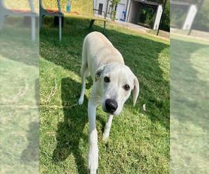 Chihuahua-Whippet Mix Dogs for adoption in Temple, TX, USA