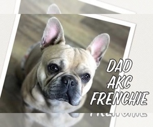 Father of the French Bulldog puppies born on 05/21/2019