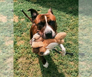Mutt Dogs for adoption in Waterford, VA, USA
