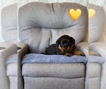 Small Photo #28 Rottweiler Puppy For Sale in NAPA, CA, USA