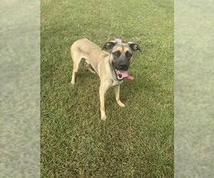 *DEUCE - Male German Shepherd Dog-Mastiff Mix Dog for Adoption - Photo #2