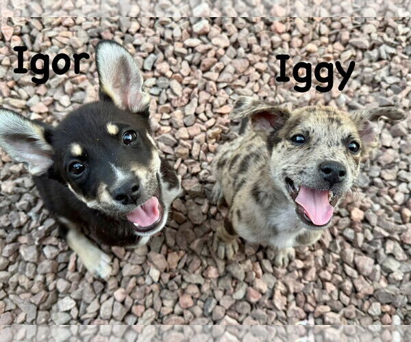 Medium Photo #5 Australian Shepherd-Catahoula Leopard Dog Mix Puppy For Sale in Cave Creek, AZ, USA