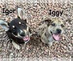 Small #4 Australian Shepherd-Catahoula Leopard Dog Mix