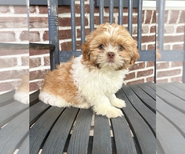 Medium Photo #4 Shih Tzu Puppy For Sale in INDIANAPOLIS, IN, USA