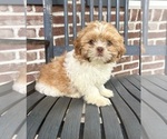 Small #3 Shih Tzu
