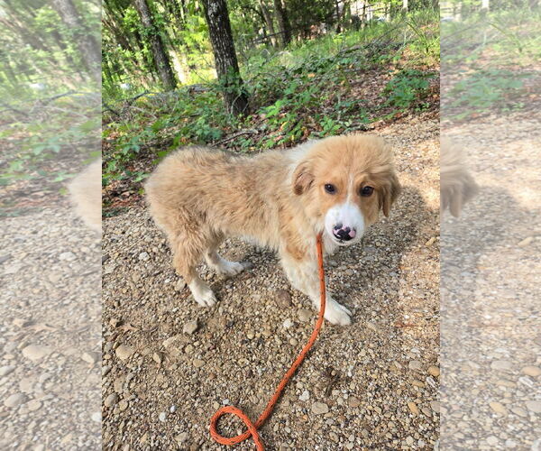 Medium Photo #3 Great Pyrenees Puppy For Sale in Spring, TX, USA