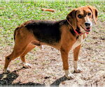 Small #7 Beagle