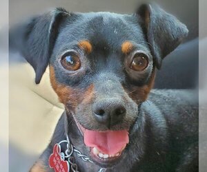 Miniature Pinscher-Unknown Mix Dogs for adoption in Lake Forest, CA, USA