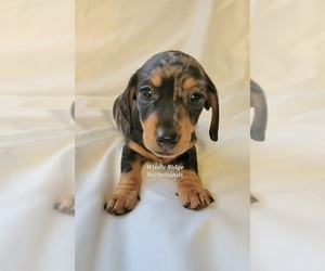Dachshund Puppy for sale in FRANKLIN, NC, USA
