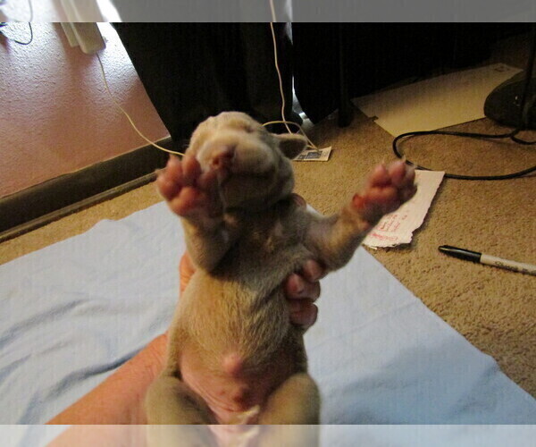 Medium Photo #12 Weimaraner Puppy For Sale in LAS ANIMAS, CO, USA