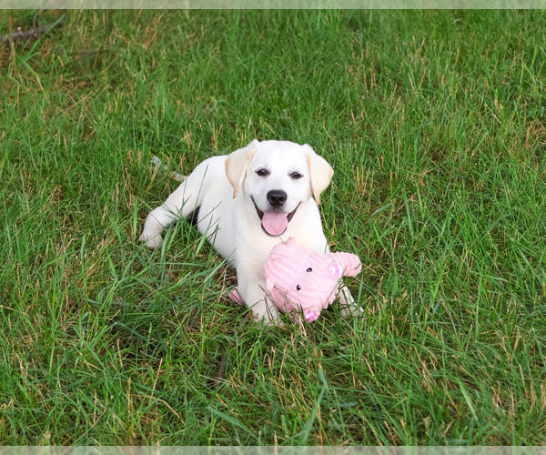 Medium Photo #3 Labrador Retriever Puppy For Sale in SYRACUSE, IN, USA
