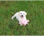 Small #2 Labrador Retriever