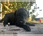 Puppy 4 Westley Goldendoodle (Miniature)