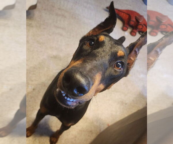 Medium Photo #8 Doberman Pinscher Puppy For Sale in Buffalo, MN, USA