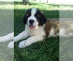Small Photo #1 Saint Bernard Puppy For Sale in SUGARCREEK, OH, USA