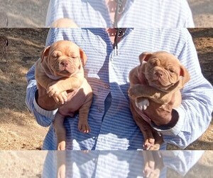 American Bully Puppy for sale in DOS PALOS, CA, USA