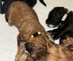 Small Photo #39 Bernedoodle Puppy For Sale in MOULTON, AL, USA