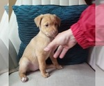 Small #6 Carolina Dog-Miniature Australian Shepherd Mix