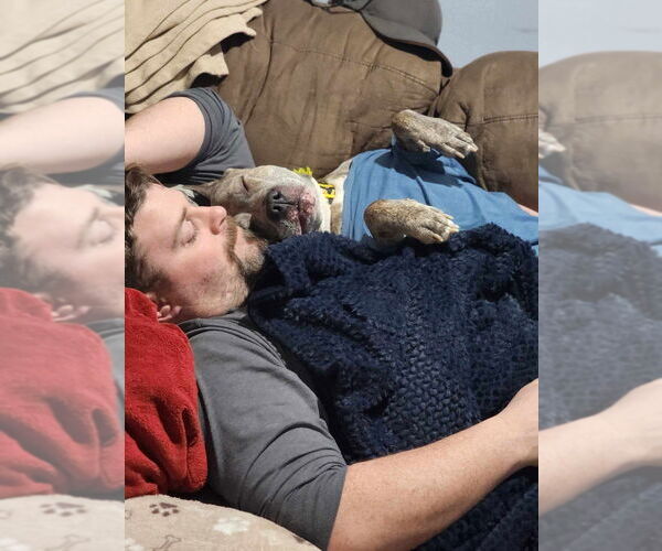 Medium Photo #4 American Staffordshire Terrier-Unknown Mix Puppy For Sale in Wenonah, NJ, USA