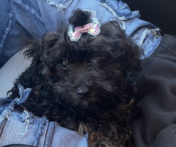 Medium Photo #1 Maltipoo Puppy For Sale in MEMPHIS, TN, USA