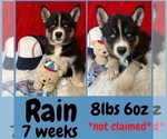 Puppy Rain Siberian Husky